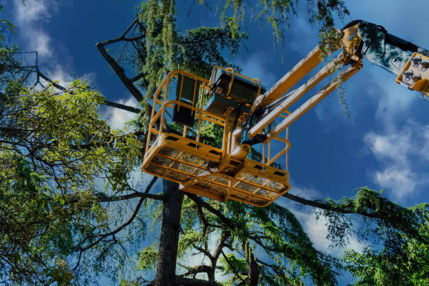 Best Commercial Tree Services  in Jonesville, NC